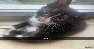 Mixed Breed cats - Advert 2