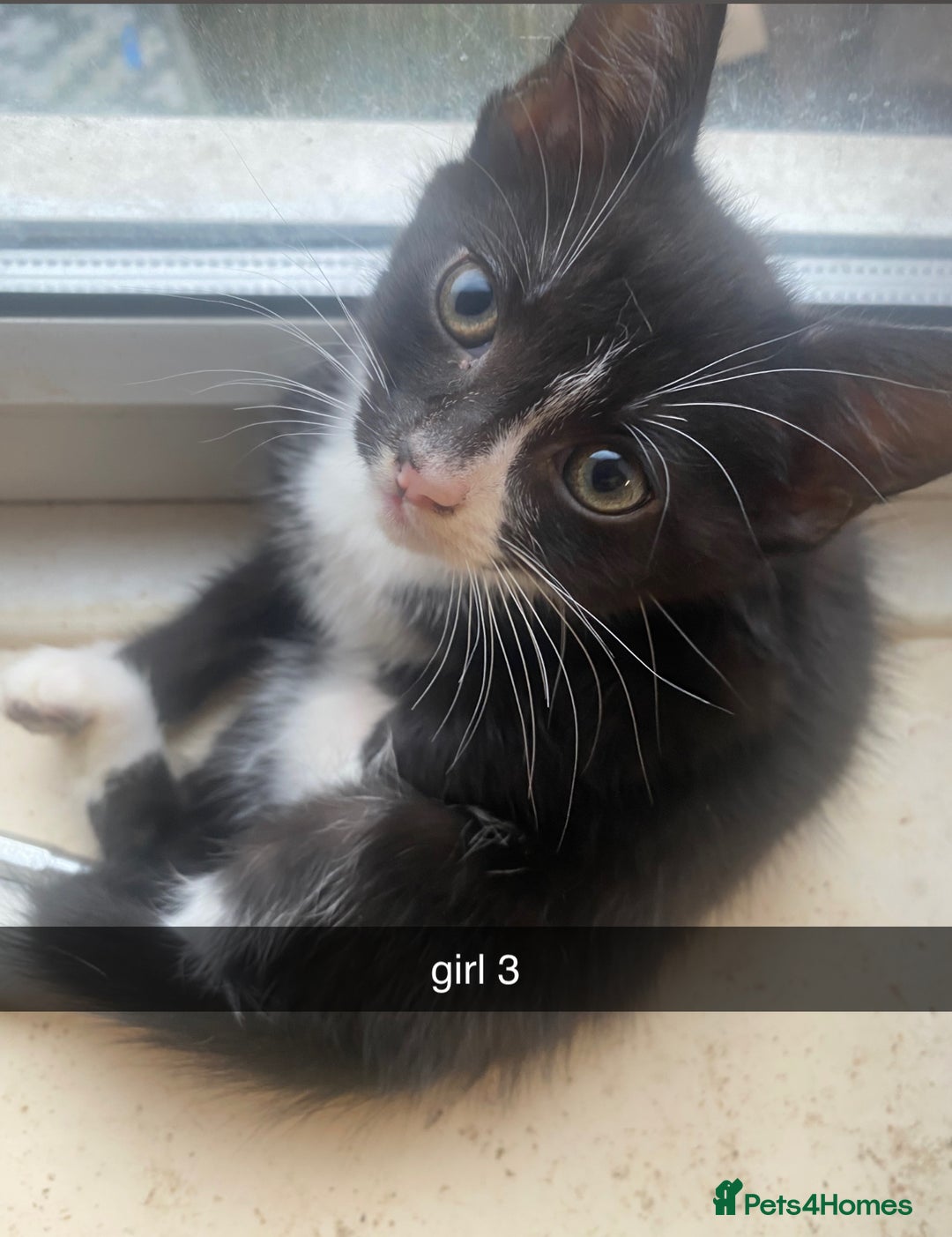 Mixed Breed cats for sale: kittens for sale - Image 3