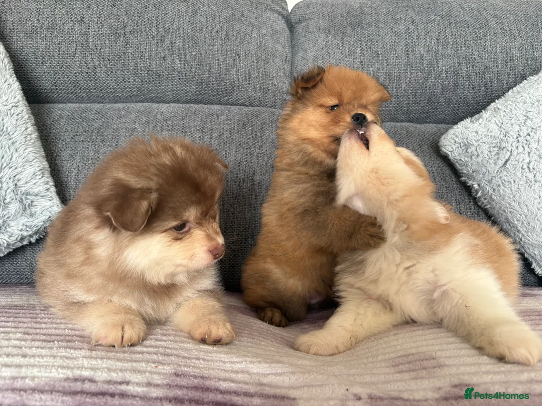 Pomeranian dogs for sale: Pomeranian Puppies - Advert 10