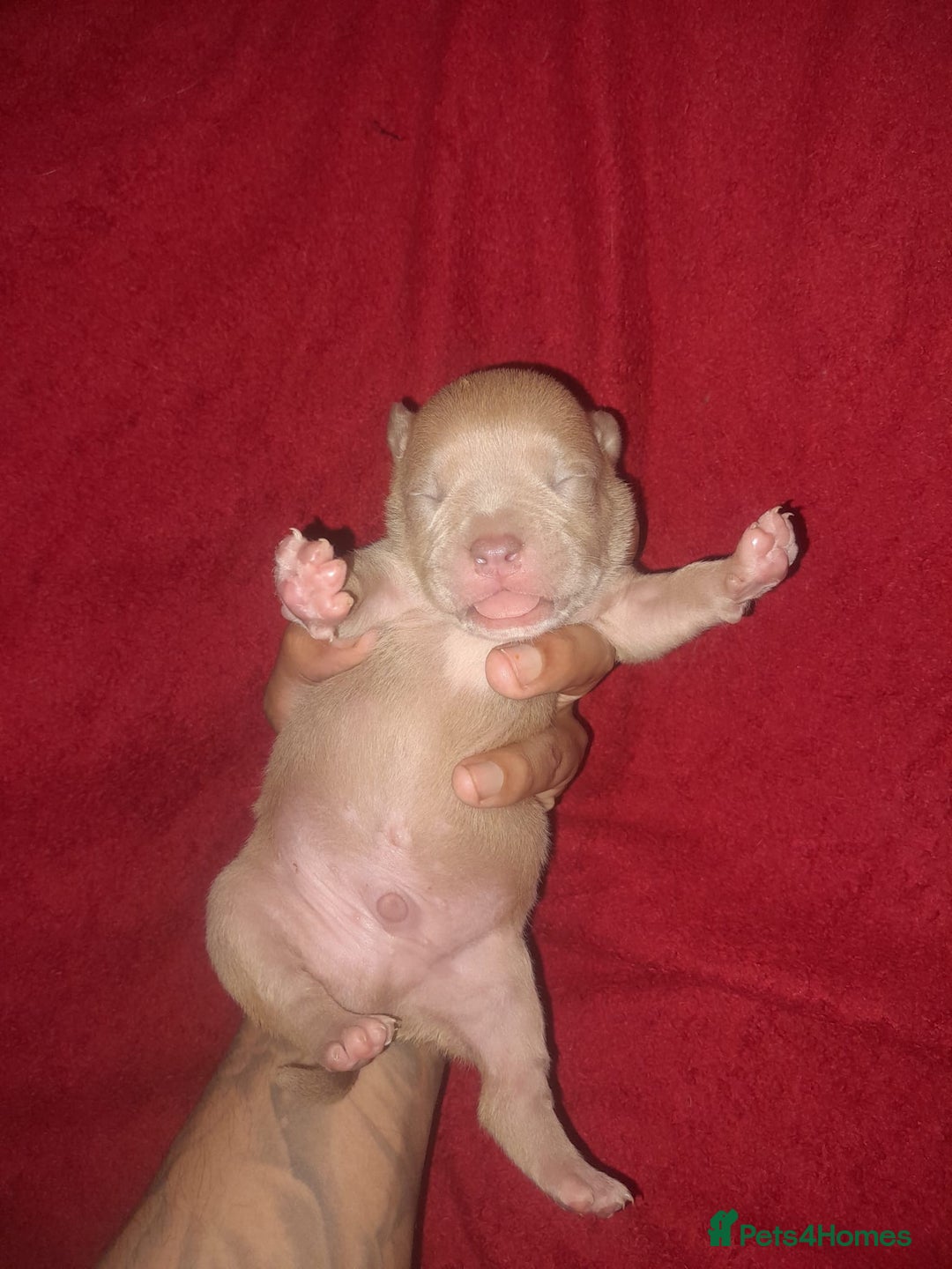 American Bully dogs for sale: American POCKET Bully - Advert 2