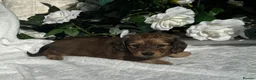 Miniature Dachshund dogs for sale: STUNNING KC LONG HAIRED MINIATURE DACHSHUND PUPS💕 - Advert 26