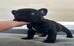 French Bulldog dogs for sale: FrenchAngels 👼🏼🐾 - Image 7
