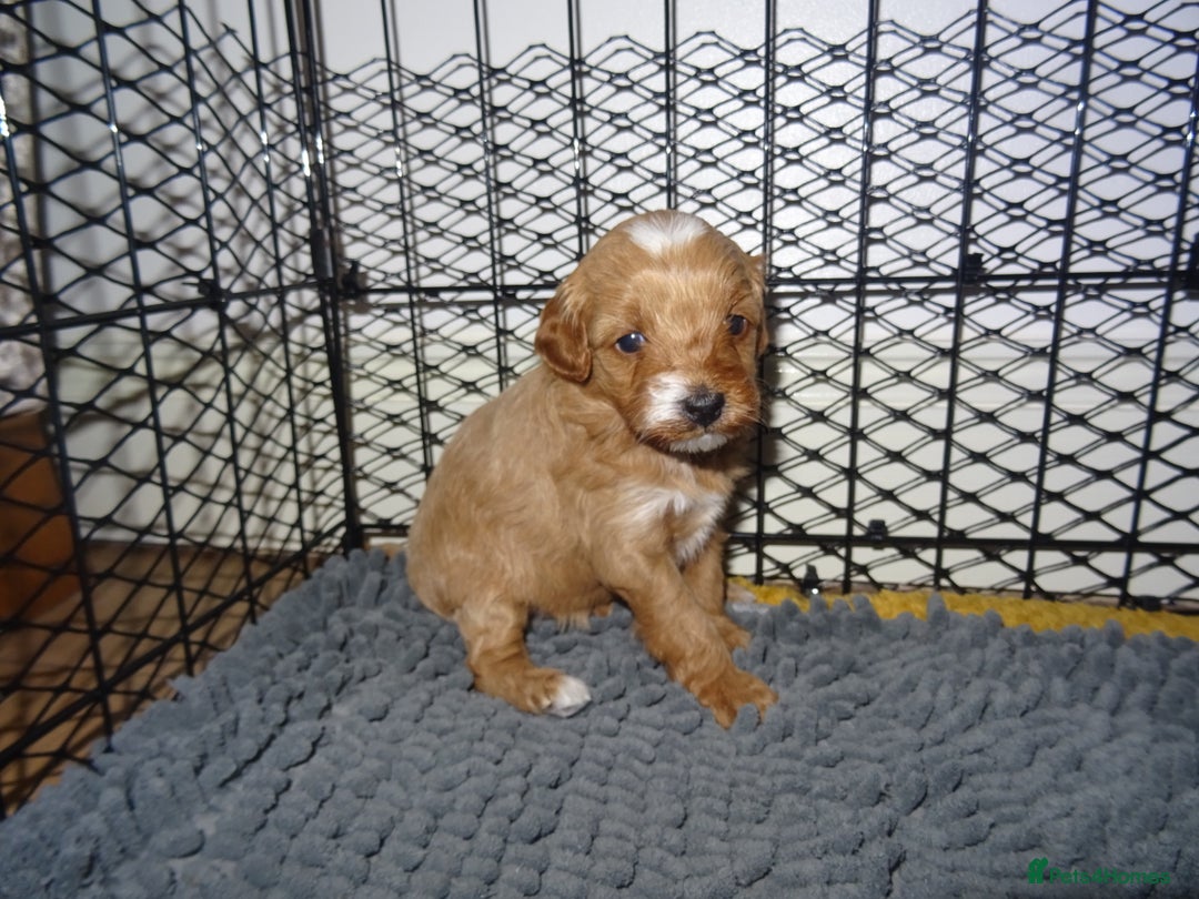 Maltipoo dogs for sale: 🐾 F1b Maltipoo Puppies – Ready Early January 🐾 - Advert 31