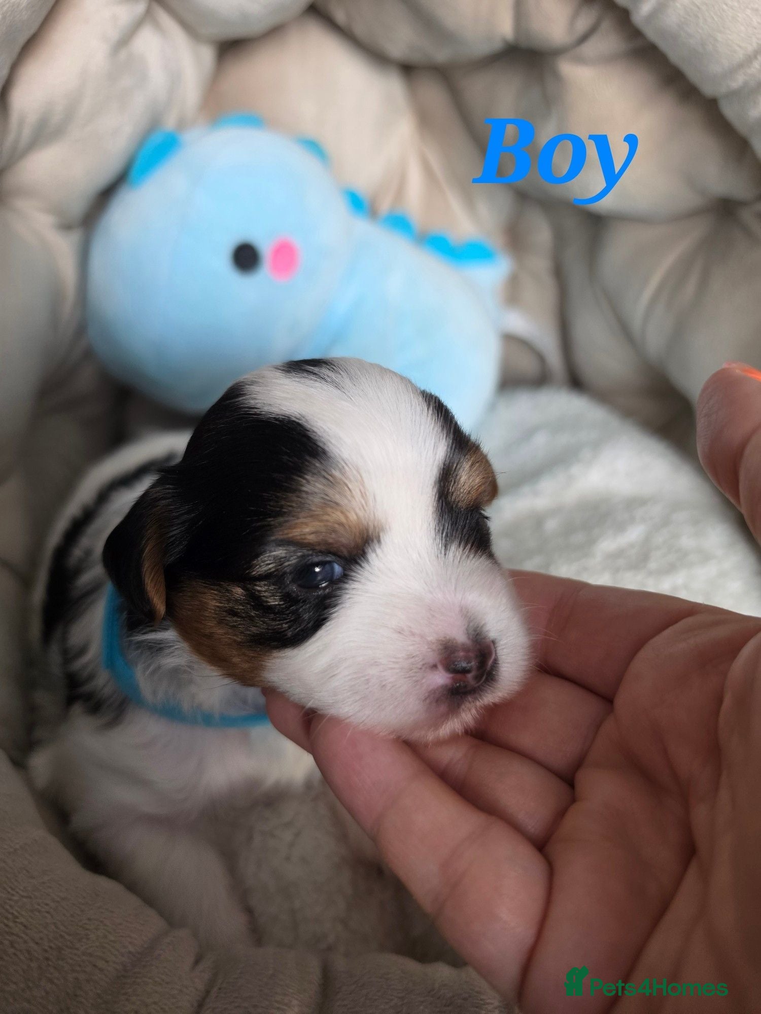Yorkshire Terrier dogs Biewer yorkshire terrier puppies - Advert 14