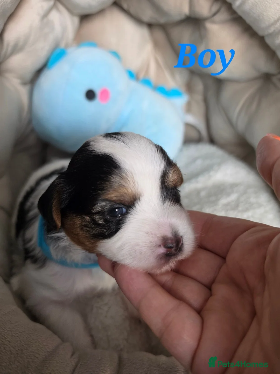 Yorkshire Terrier dogs for sale: Biewer yorkshire terrier puppies - Advert 1
