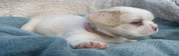 French Bulldog dogs for sale: RARE FLUFFY FRENCH BULLDOGS | 5KC REG | DNA CERT - Advert 7