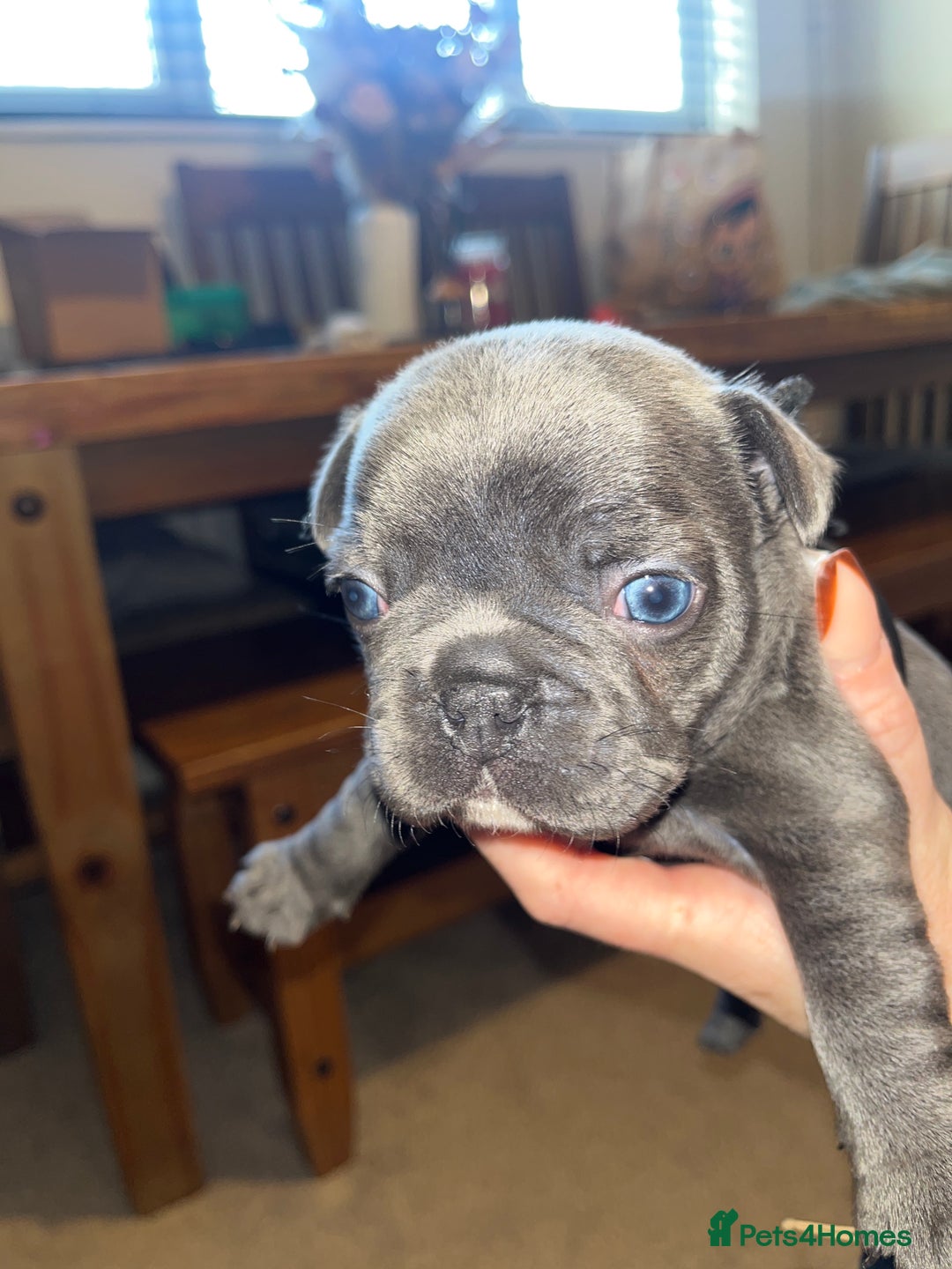 French Bulldog dogs for sale: Blue French bulldogs - Image 17