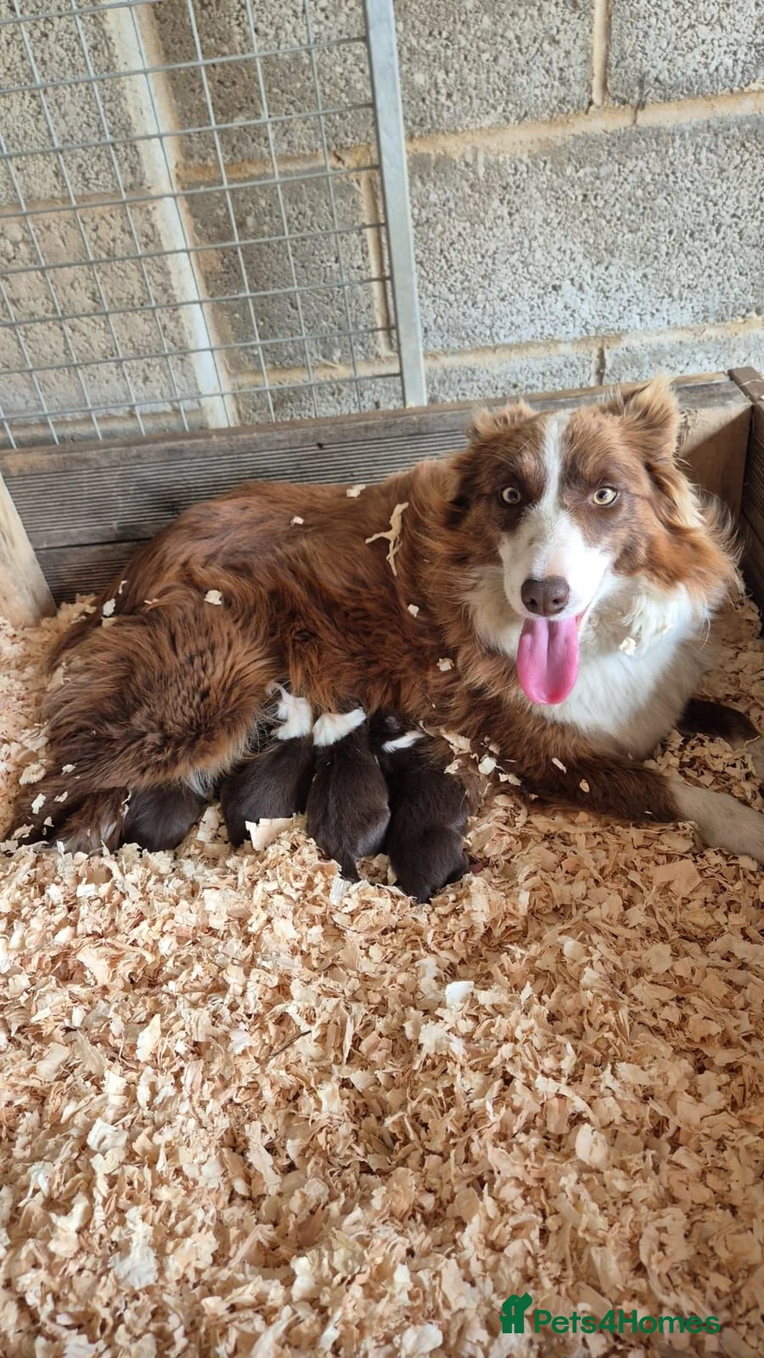Border Collie dogs for sale: Border collie pups - Advert 9