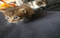 Bengal cats for sale: 1 girl and 3 boys  - Image 15