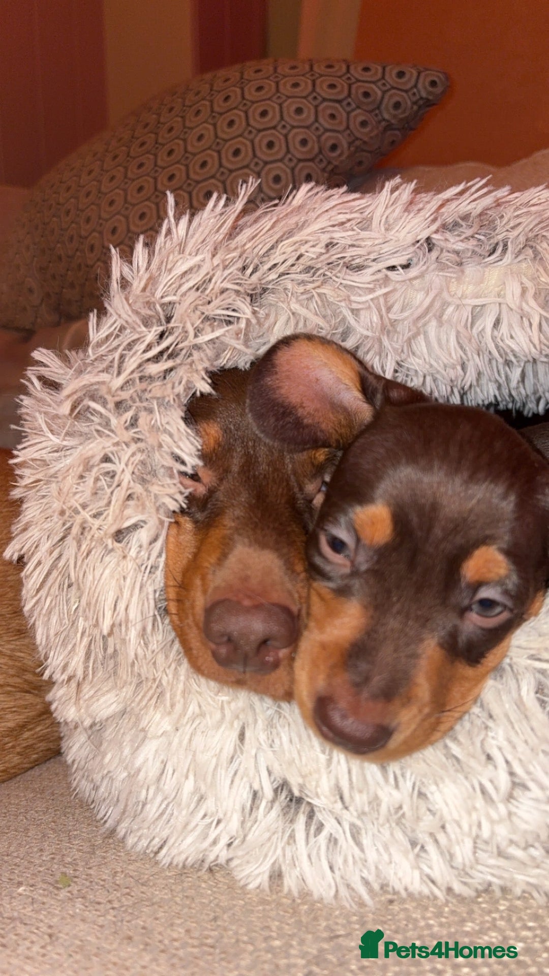 Dachshund dogs for stud: FOR STUD PROVEN kc reg Choc & tan mini dachshund in Sunderland - Advert 26
