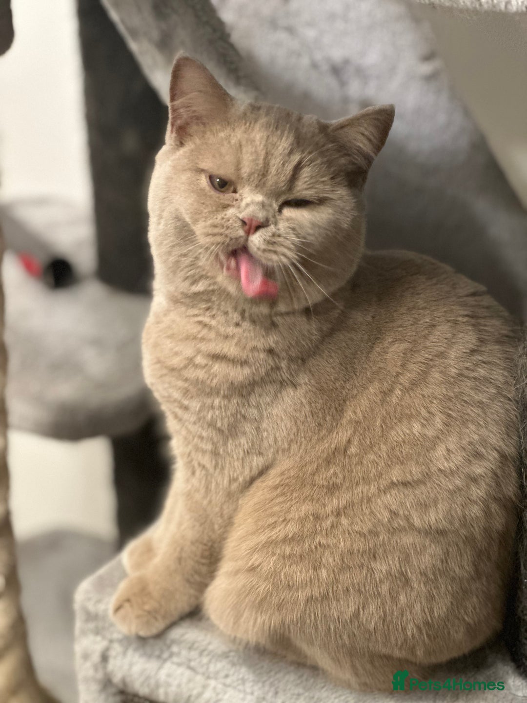 British Shorthair cats for sale: Exc   champion line - Advert 27