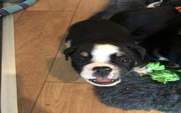 Olde English Bulldogge dogs for sale: Olde english bulldogge puppies  - Advert 23