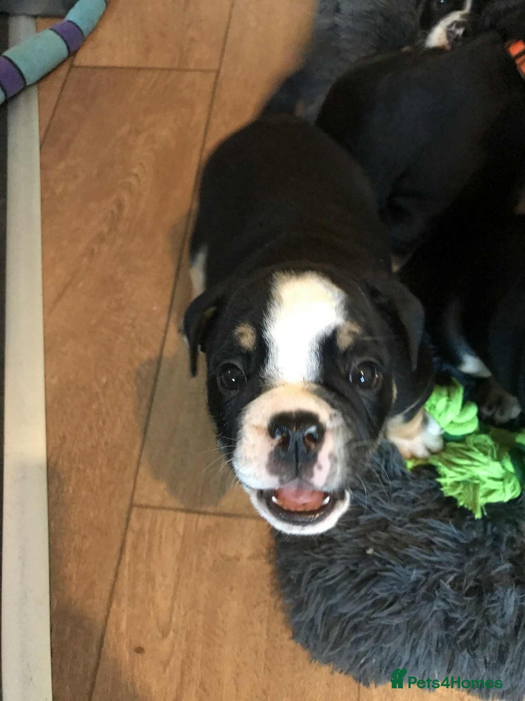 Olde English Bulldogge dogs for sale: Olde english bulldogge puppies  - Advert 23