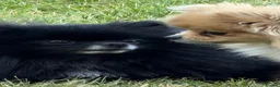 Pomeranian dogs for adoption: Pomeranian • Female • 1 year 9 months • Spayed - Advert 4