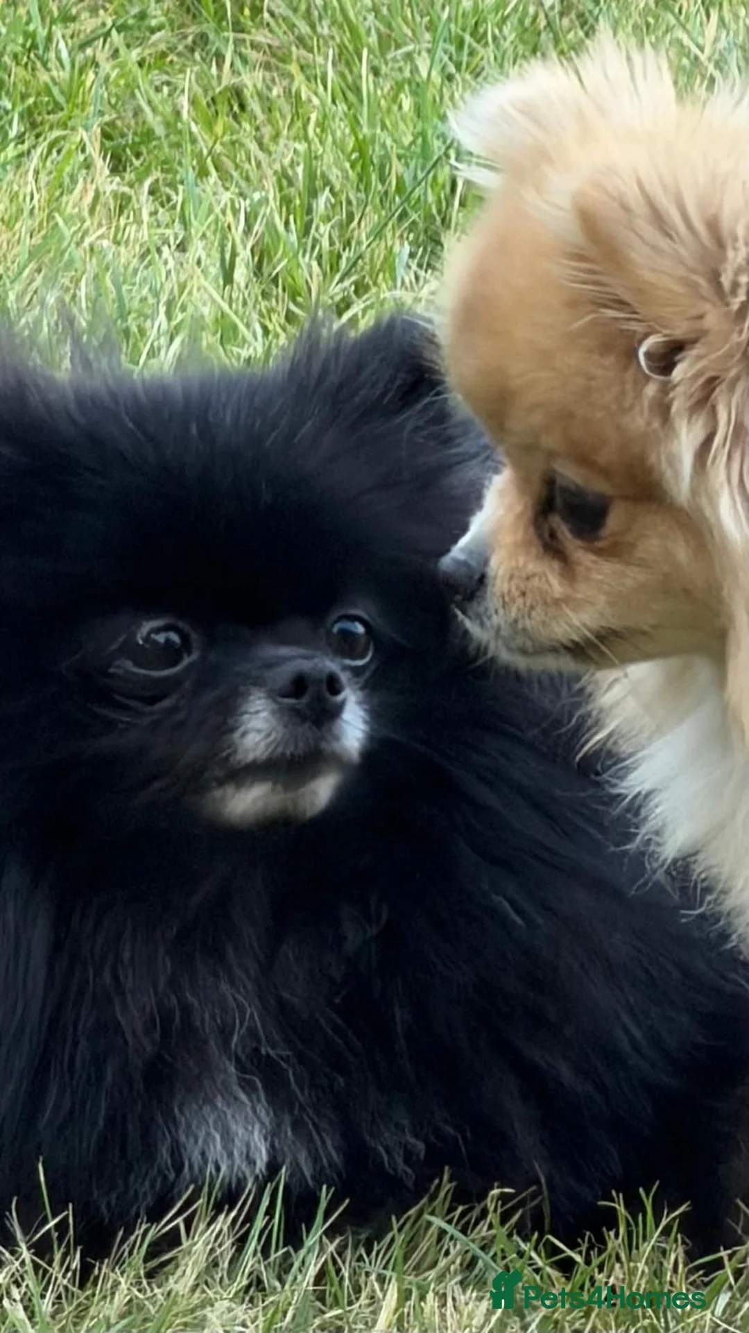 Pomeranian dogs for adoption: Pomeranian • Female • 1 year 9 months • Spayed - Advert 4