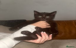 Mixed Breed cats for sale: Black, Black and white Kittens  - Image 2