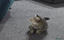 Bengal cats for sale: Bengal male very playfull and frindly  - Advert 2