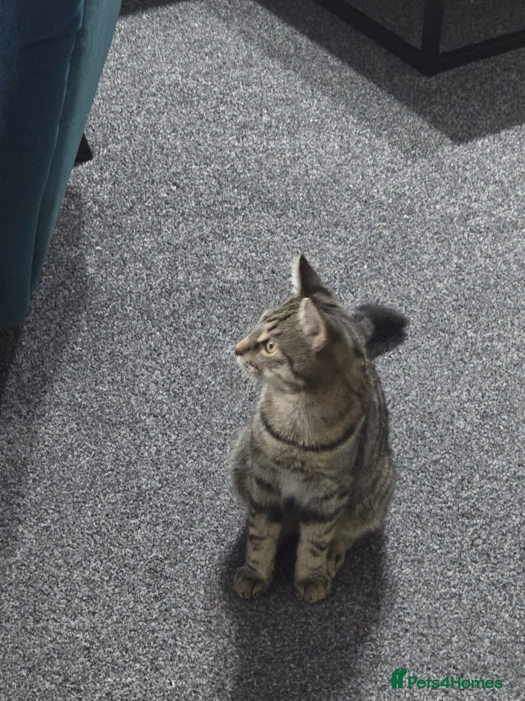 Bengal cats for sale: Bengal male very playfull and frindly  - Advert 2