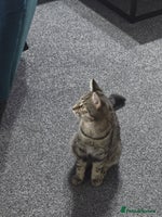 Bengal cats Bengal male very playfull and frindly - Advert 3