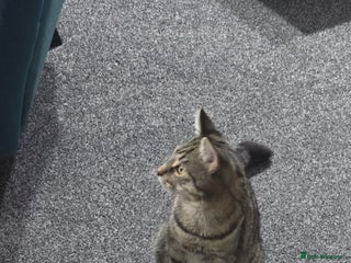 Bengal cats Bengal male kitten very playfull and friendlydly - Advert 9