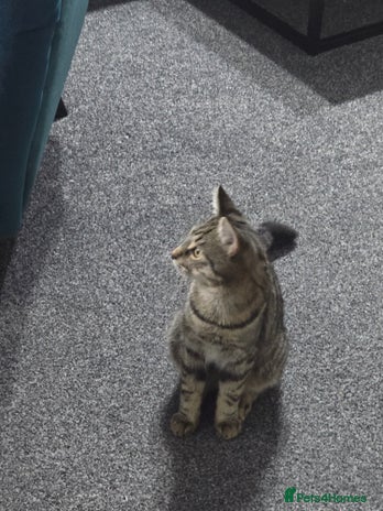 Bengal cats Bengal male kitten very playfull and friendlydly - Advert 1