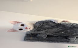 Domestic Shorthair cats for sale: Heartbreaking Rehome-18 month old Pure White Cat x - Image 32