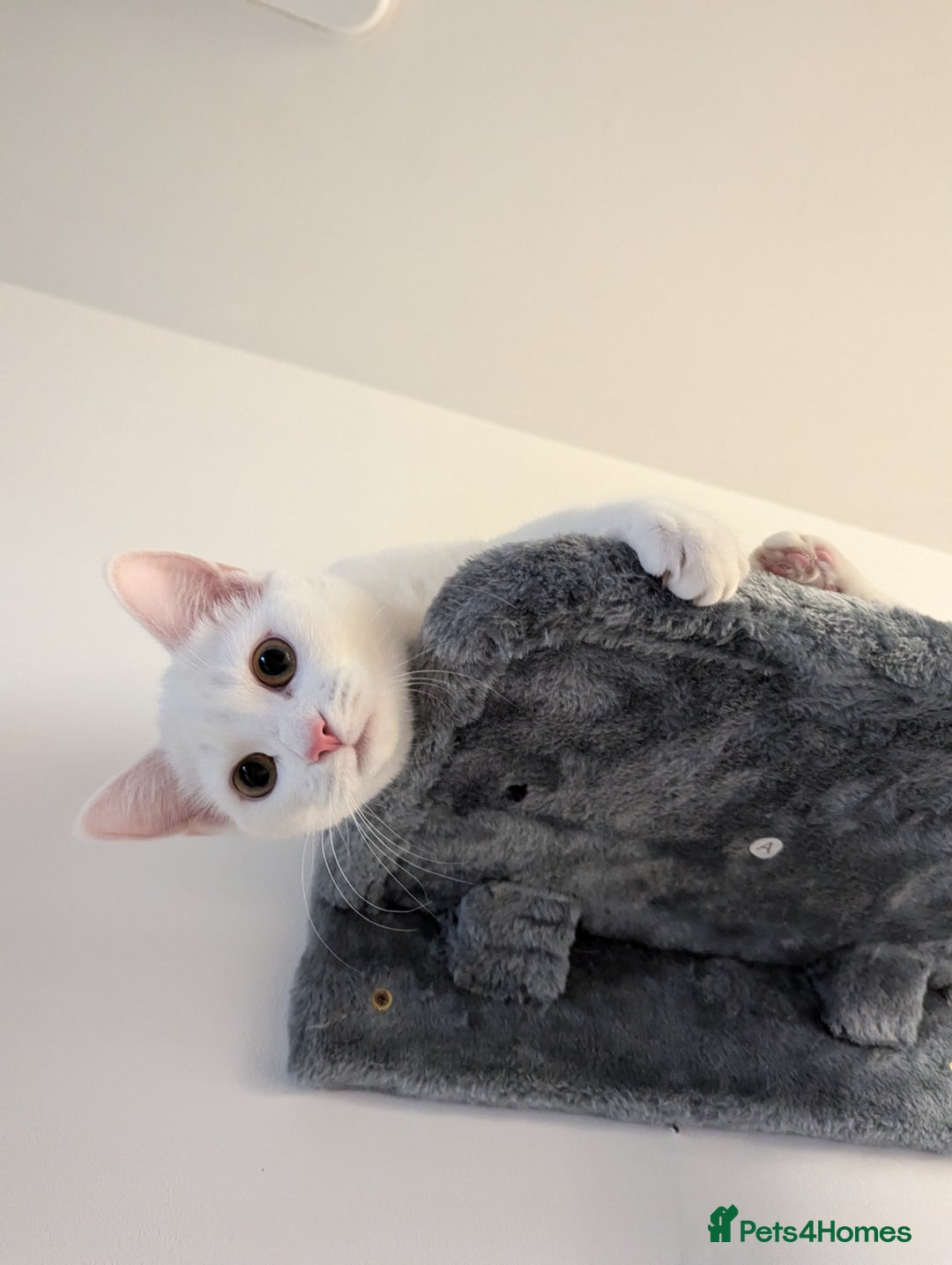 Domestic Shorthair cats for sale: Heartbreaking Rehome-18 month old Pure White Cat x - Image 32