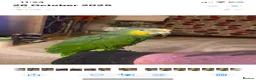 Parrots birds for sale: Amazon Parrot  - Advert 4
