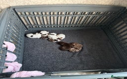 Mixed Breed dogs for sale: English springer spaniel X small French mastiff X - Image 5
