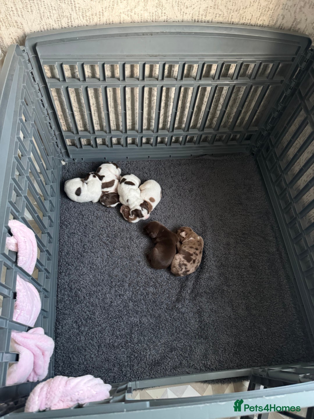 Mixed Breed dogs for sale: English springer spaniel X small French mastiff X - Image 5