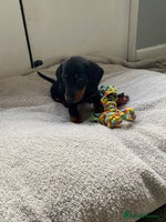 Dachshund dogs - Advert 5