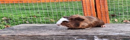 Guinea Pig rodents for sale: Male Guinea Pig - Advert 3