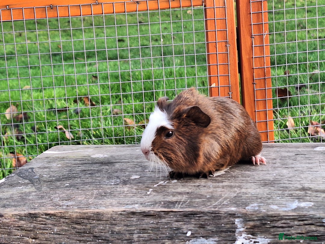 Guinea Pig rodents for sale: Male Guinea Pig - Advert 3