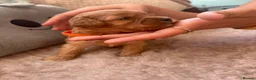 Cavapoo dogs for sale: 3 Female Cavapoos for sale  - Advert 8