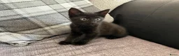 Mixed Breed cats for sale: 3 girl kittens for sale  - Advert 12