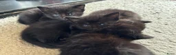 Mixed Breed cats for sale: 🖤💫beautiful black kittens for sale  - Advert 4