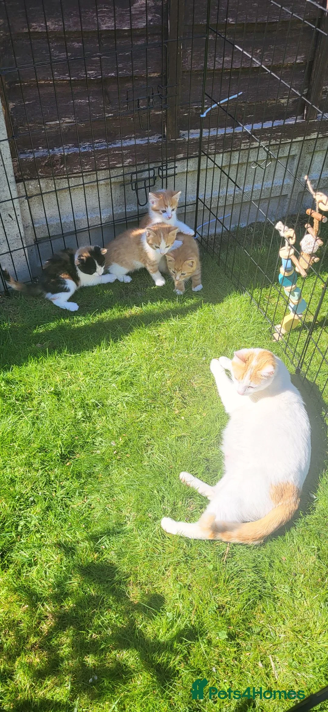 European cats for sale: Beautiful kitten looking good a home. - Advert 1