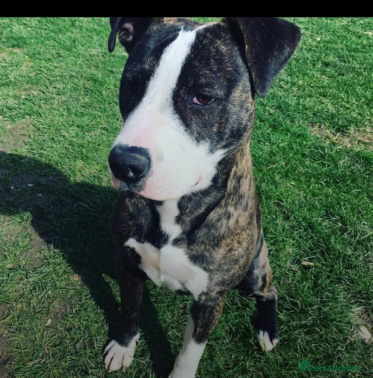 Staffordshire Bull Terrier dogs Looking for a loving home for Bruno.  - Advert 6