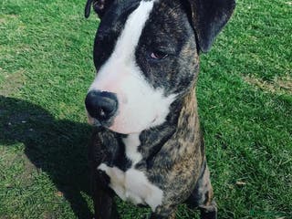 Staffordshire Bull Terrier dogs Looking for a loving home for Bruno. - Advert 11