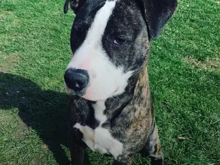 Staffordshire Bull Terrier dogs Looking for a loving home for Bruno. - Advert 8