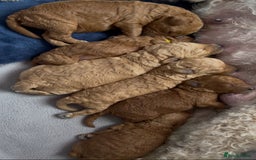 Goldendoodle dogs for sale: Beautiful F1B Goldendoodle - Image 7