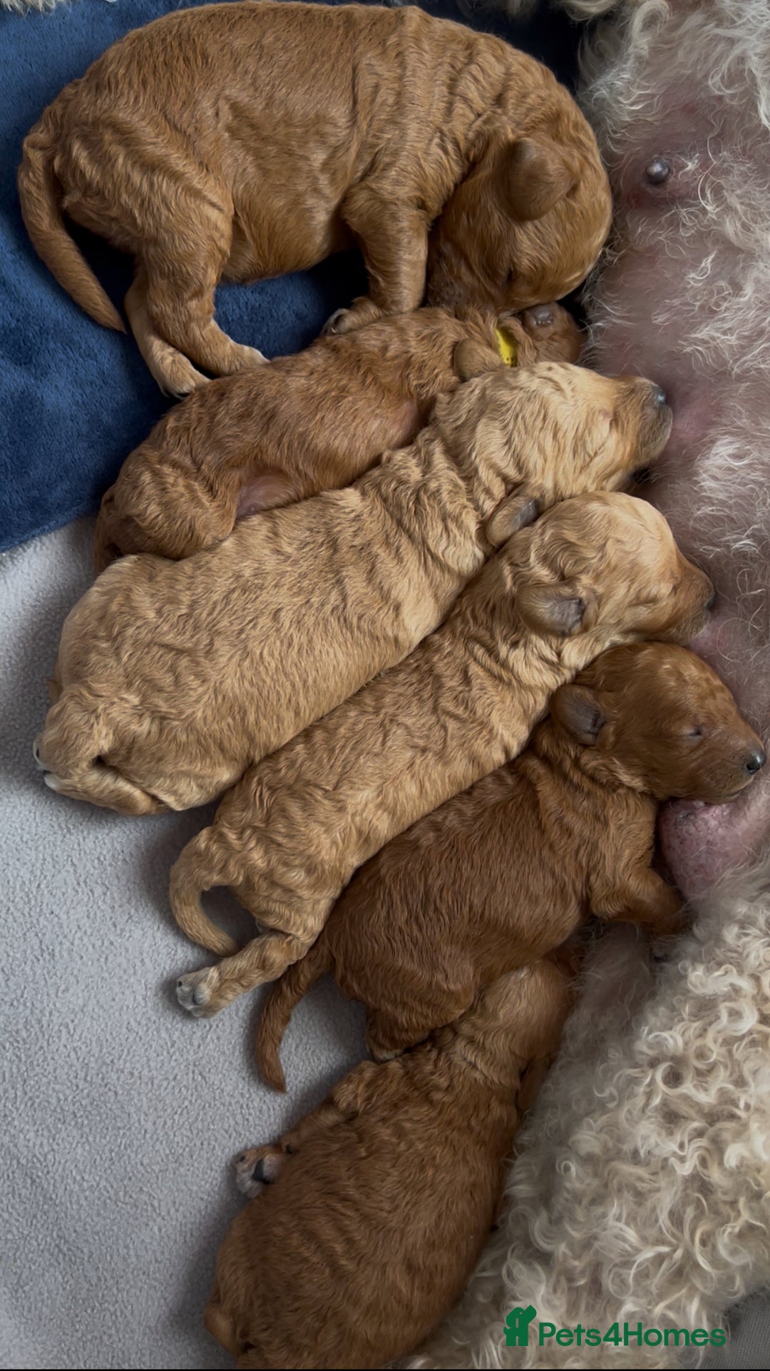 Goldendoodle dogs for sale: Beautiful F1B Goldendoodle - Image 7
