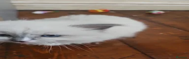 Ragdoll 4