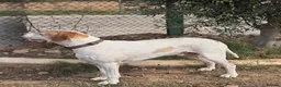 Pointer dogs for adoption: Jojo - English Pointer boy  - Advert 3