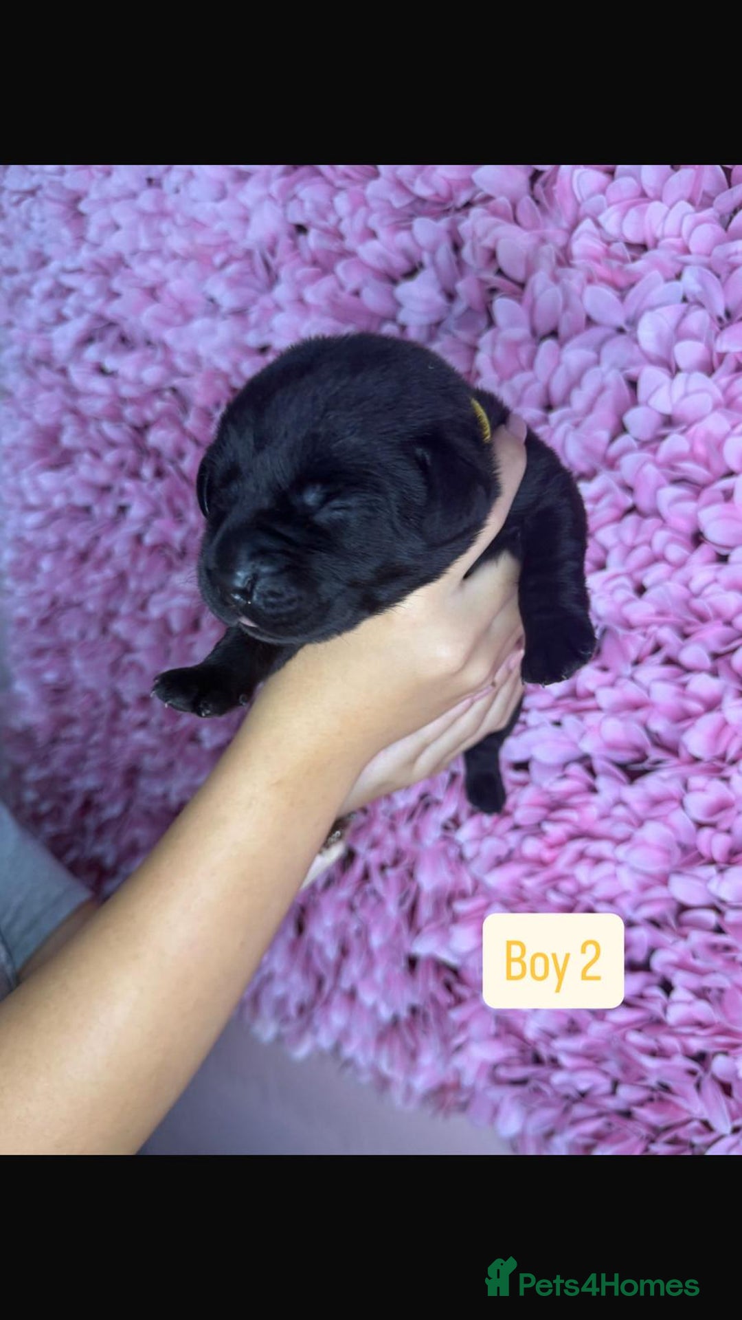 Labrador Retriever dogs for sale: Litter of 9 Labrador puppies for sale  - Image 12
