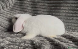 Mini Lop rabbits for sale: BEAUTIFUL MINI LOP BABIES READY NOW  - Image 8