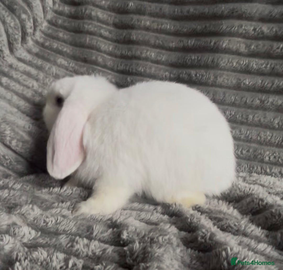Mini Lop rabbits for sale: BEAUTIFUL MINI LOP BABIES READY NOW  - Image 8