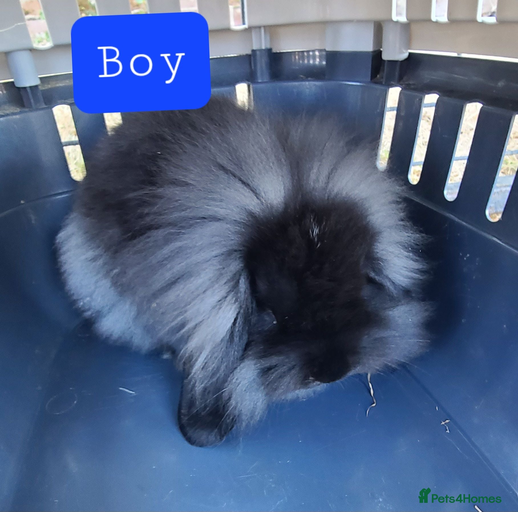 Mini Lop rabbits 🐰 Mini Lop x Angora Baby Bunnies for Sale🐰 - Advert 2