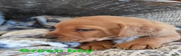 Labrador Retriever dogs for sale: Stunning Red fox labrador puppies  - Advert 31