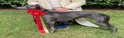 Mixed Breed dogs for sale: Bedlington Whippet puppies  - Advert 13
